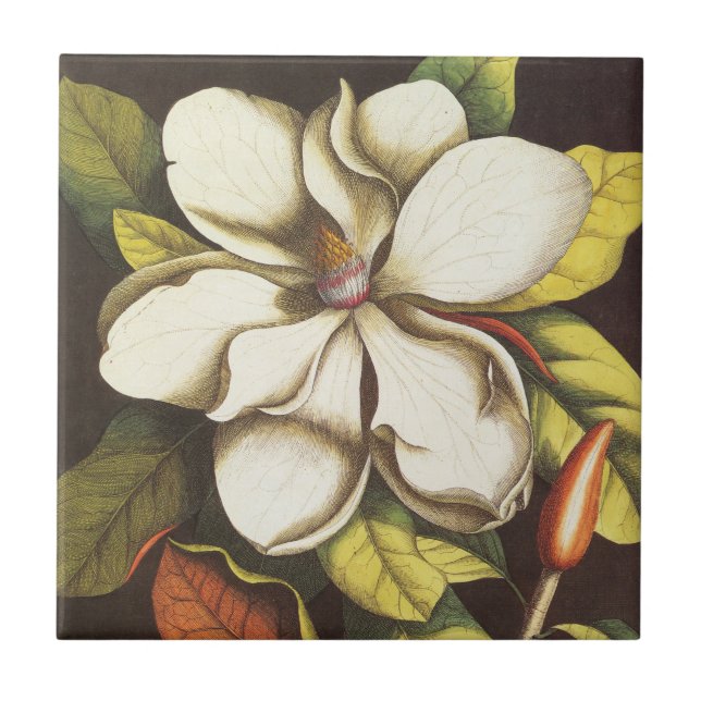 Flores de Magnólia Antiga Planta Com Sementes (Frente)