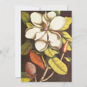 Flores de Magnólia Vintage com Sementes