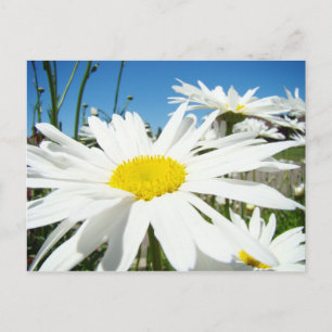 Flores de Margarida Branca Jardim cartões postais 