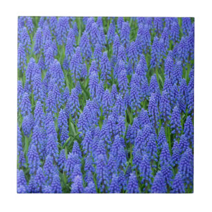 Flores de muscari azuis bonito