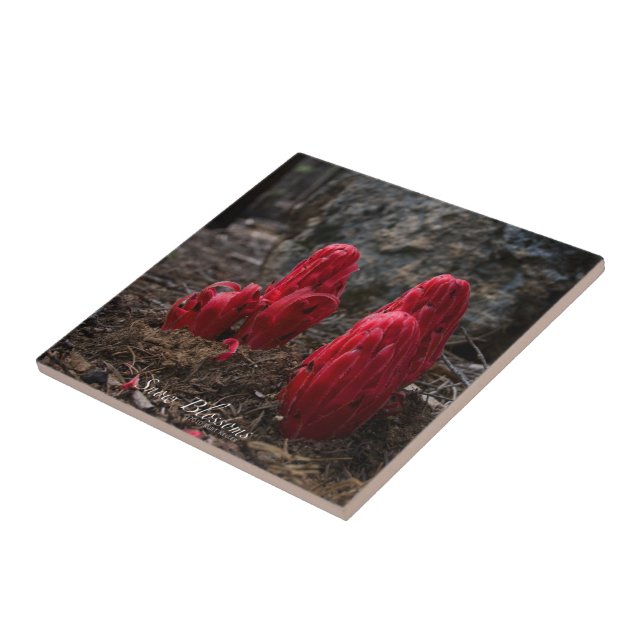 Flores de Neve (Lateral)