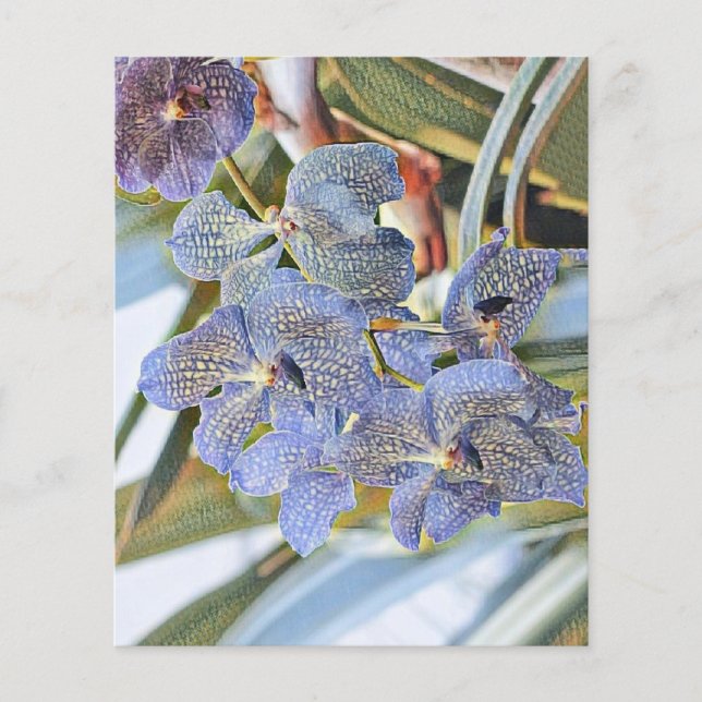 Flores de orquídea coloridas azul-lavandante (Frente)