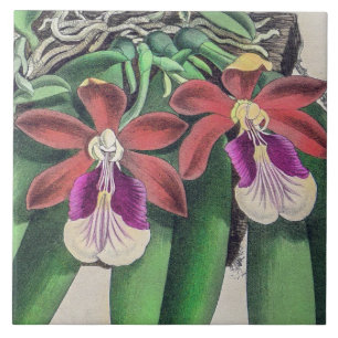 Flores de Orquídea Coloridas Raras e Antigas