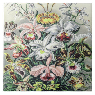 Flores de Orquídeas Vintage de Ernst Haeckel