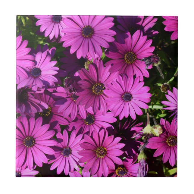 Flores De Osteospermum Roxo (Frente)
