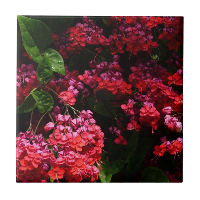 Flores de Pagoda Coloridas Vermelhas e Rosa (Frente)