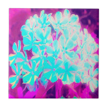 Flores de Phlox Azuis-Peppermint Twist de Robin