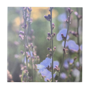 Flores De Pinheiro Azul Púrpura Pálidas