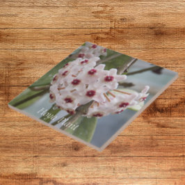 Flores de Plantas Hoya Floral