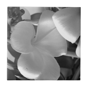 Flores de Plumeria em Preto e Branco