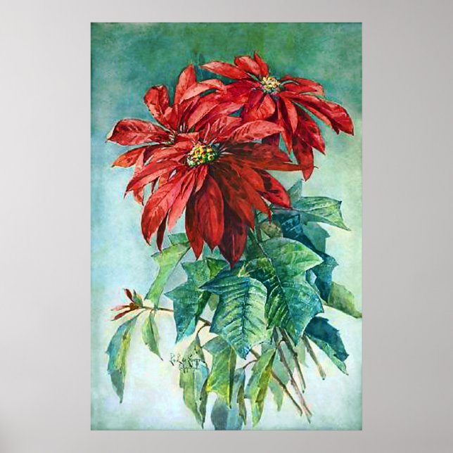 Flores de Poinsettia Vermelha Poster de Pintura de (Frente)