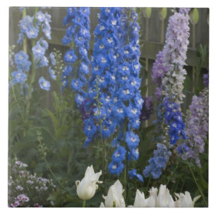 Flores de primavera ao longo de um caminho de jard