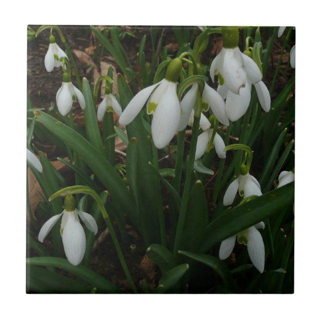 Flores de primavera Brancas I (Galanthus) (Frente)