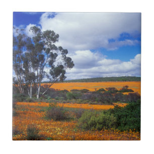 Flores de primavera em Namaqualand, África do Sul