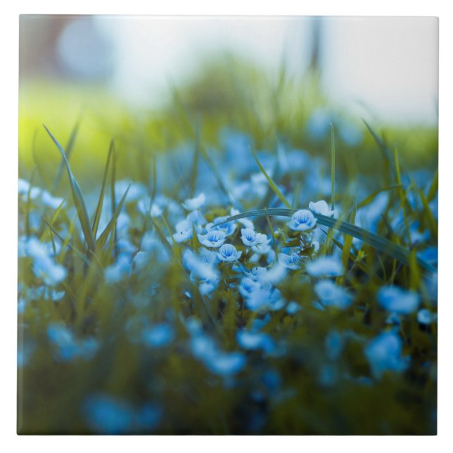 Flores de primavera no campo (Frente)