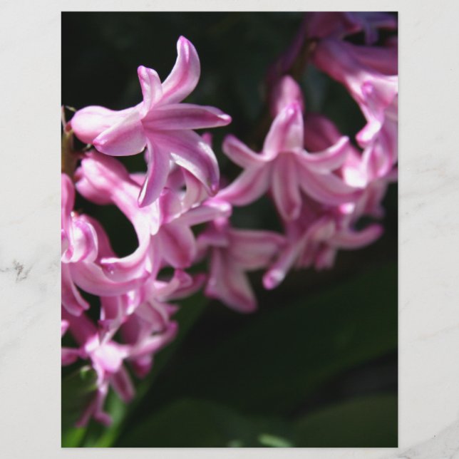 Flores de primavera rosa-brancas (Frente)