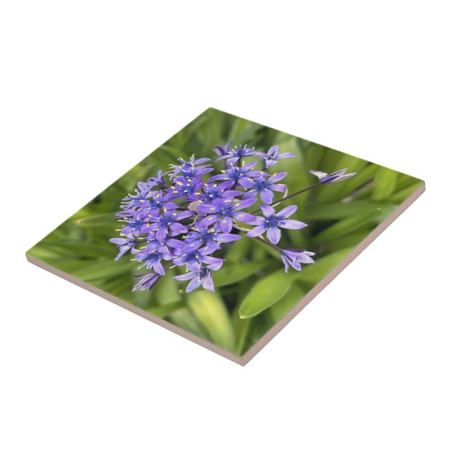 Flores de Scilla Peruviana Closeup Foto da Naturez (Lateral)