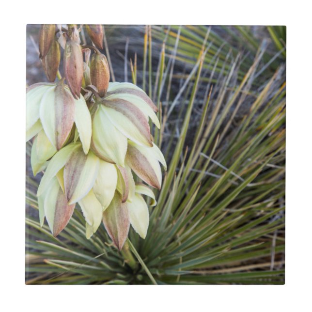 Flores de Soaptree Yucca no Upper Missouri (Frente)