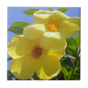 Flores de Trompetes do ouro I