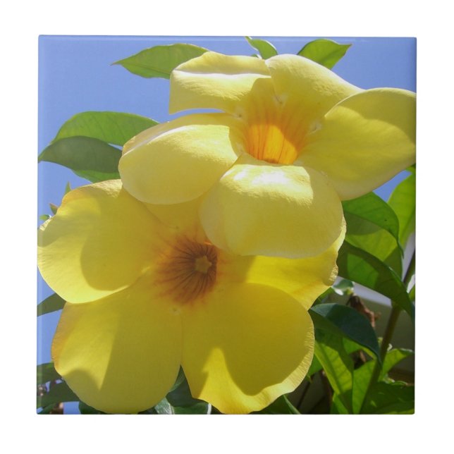 Flores de Trompetes do ouro I (Frente)