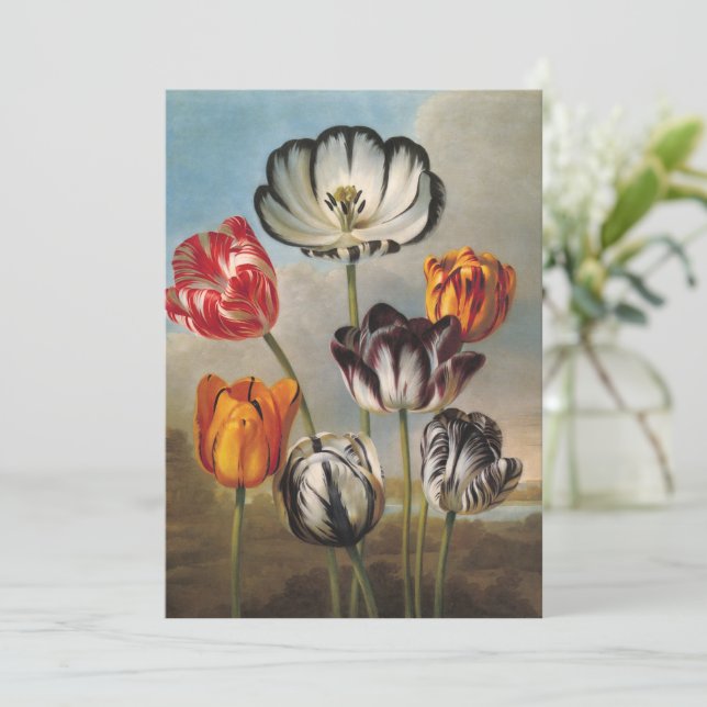 Flores de Tulipa Variegada Antiga em uma Paisagem (Em pé/Frente)