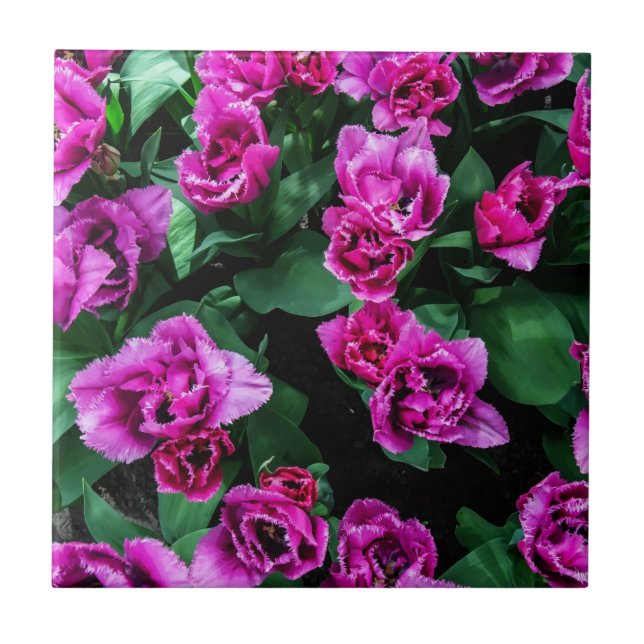 Flores de tulipas rosa (Frente)