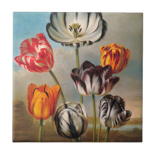Flores de Tulipas Variegadas Vintage em uma Paisag