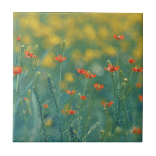 Flores De Verão (Campo Floral) (Flores Vermelhas) (Frente)