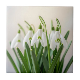 Flores Delicadas de Neve Galanthus Florem na Prima