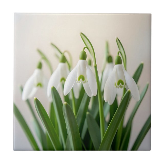 Flores Delicadas de Neve Galanthus Florem na Prima (Frente)