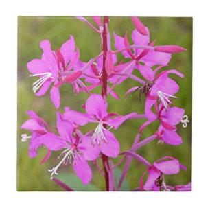 Flores do Alasca cor-de-rosa do Fireweed na flor