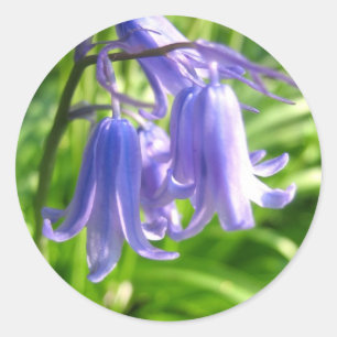 Flores do Bluebell - etiqueta