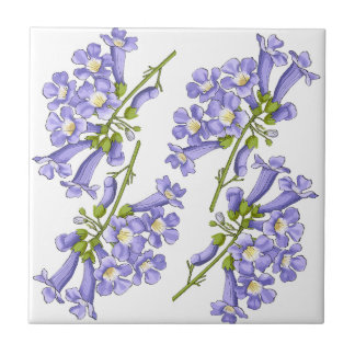 Flores do Brasil jacaranda