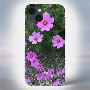 Flores do cosmos com seixos