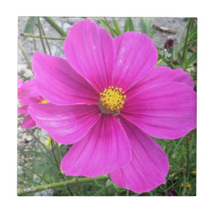 Flores do cosmos na floração