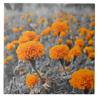Flores do cravo-de-defunto