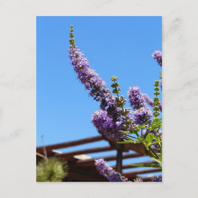 Flores do deserto roxas Cartão postal (Frente)