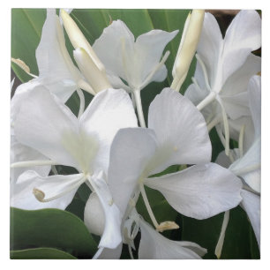 Flores do lírio do gengibre