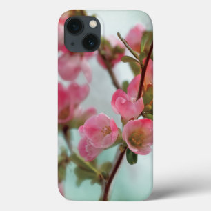 Flores do marmelo