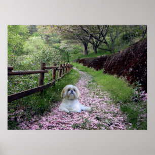 Flores do roxo do poster de Shih Tzu