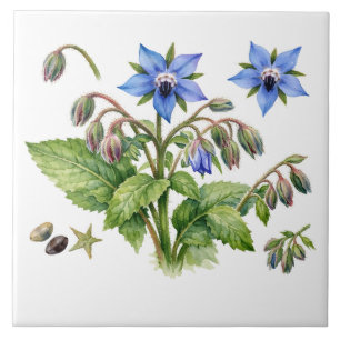Flores e folhas de ervas de Borragem em aquarela
