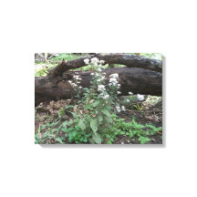 Flores e Impressão de Canvas de de de Log