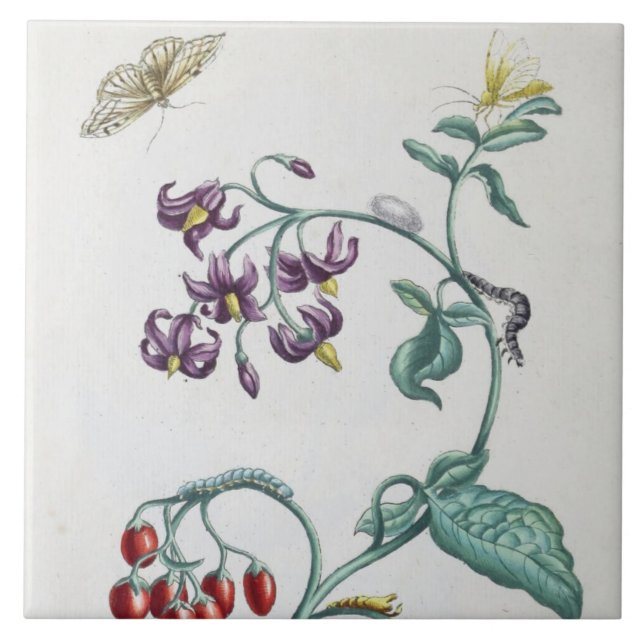 flores e insetos de safra (Frente)