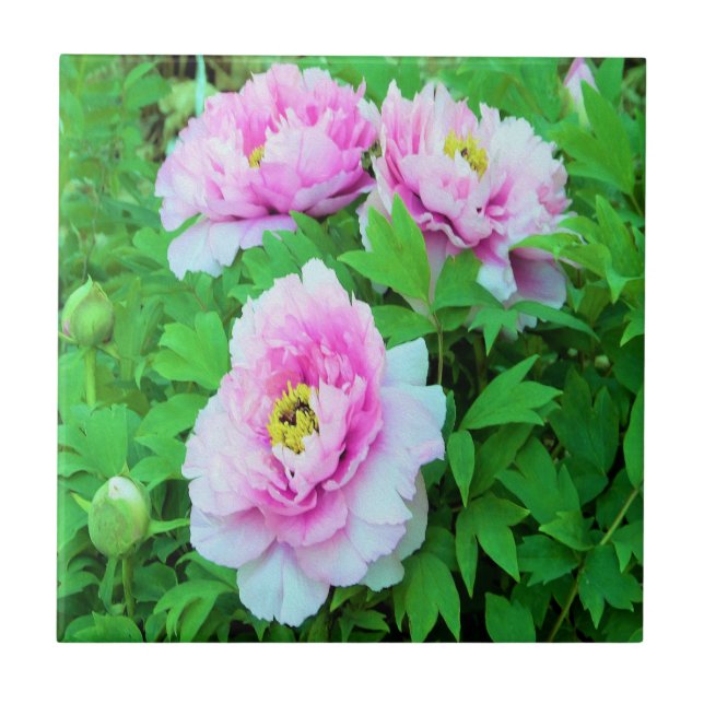 Flores Elegantes de Peônia em Árvore Rosa com Cent (Frente)