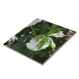 Flores em Forma de Estrela da bonito Montanha Bran