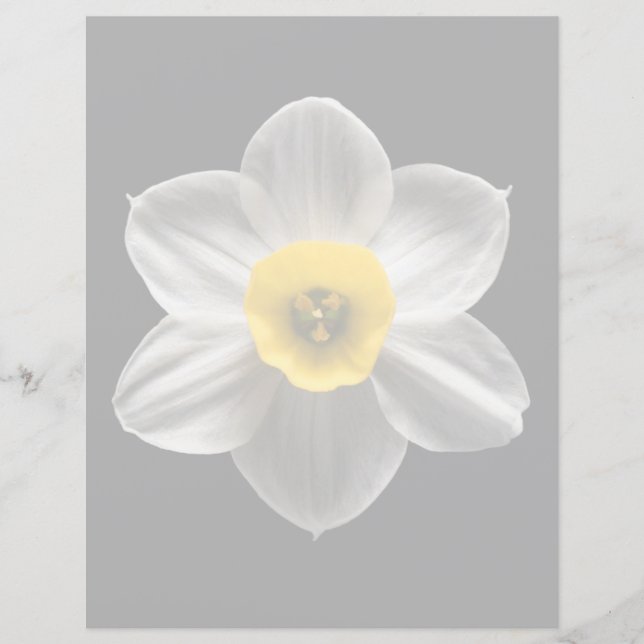 Flores | Flor Branca De Daffodilo (Frente)