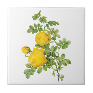 Flores Florais Vintage, Rosas Amarelas por Redoute