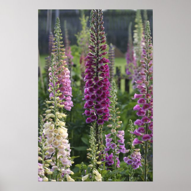 Flores foxglove ... poster (Frente)