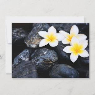 Flores Frangipani