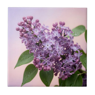 Flores Frescas de Lilás Roxo Primavera Floral